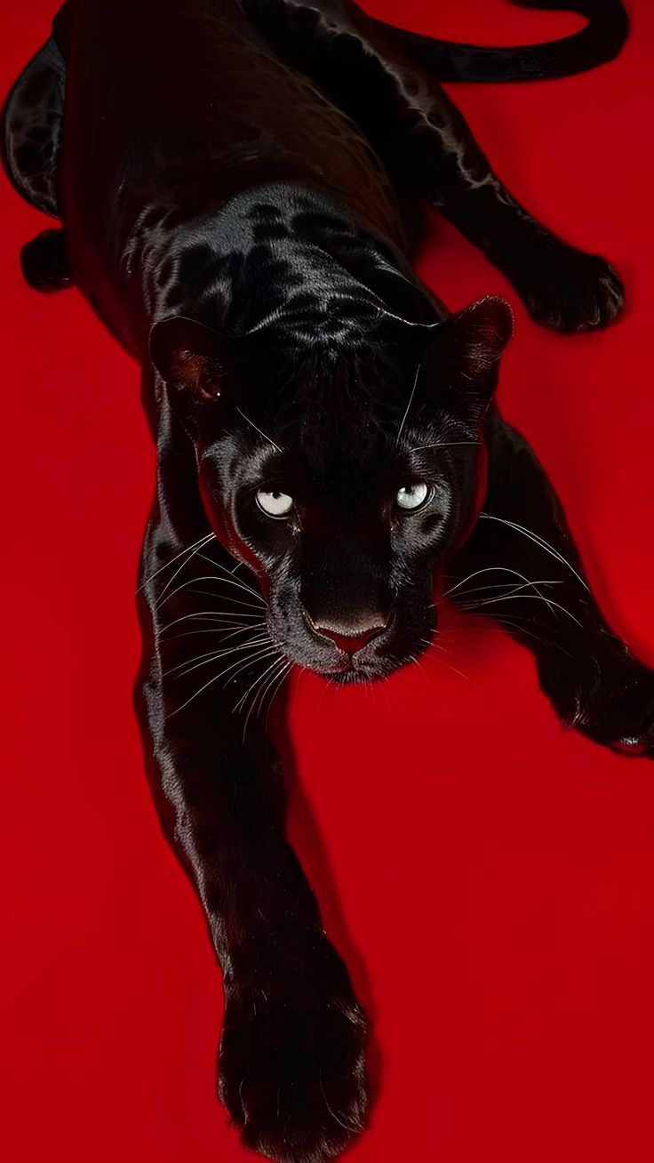 Black Panther Art